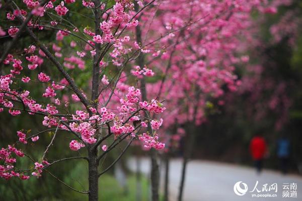 云南安宁:十公里樱花大道引游人(高清组图)_综