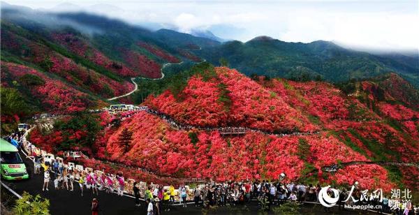 第九届木兰云雾山杜鹃花节开幕