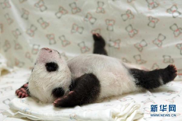 成长萌瞬间:那些在台湾和澳门出生的熊猫宝宝们