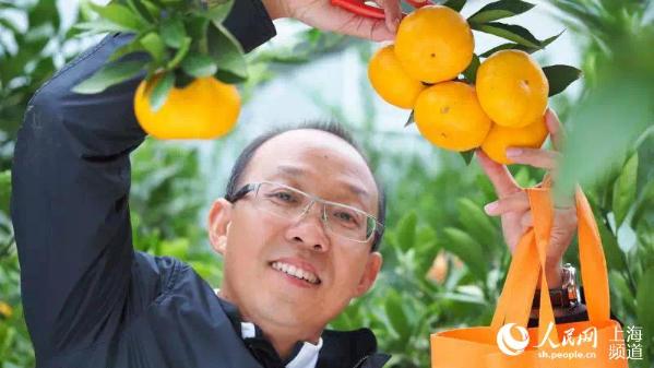 ����ʱ�ڲɽ��ӣ�ǰС�۴���ũ�� ��ͼ��