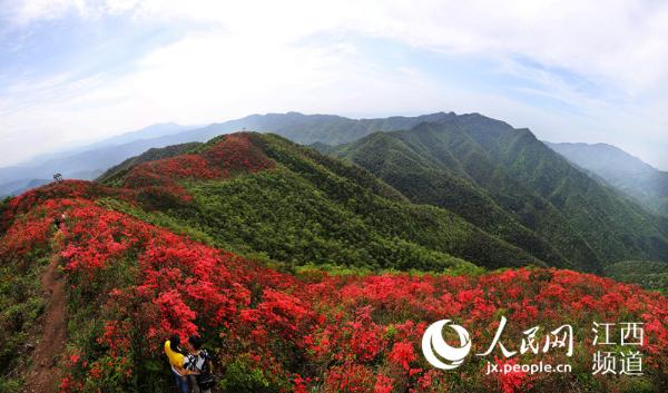 高清图江西萍乡湘东千亩高山杜鹃绽放