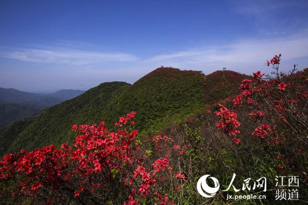 高清图江西萍乡湘东千亩高山杜鹃绽放