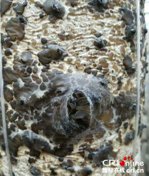 ͼƬĬ�ϱ���