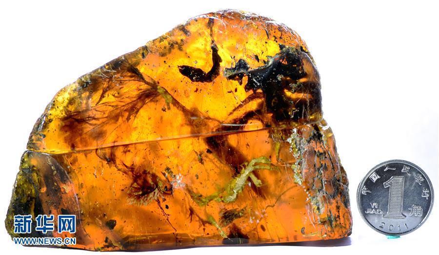 �����з��ֹų���