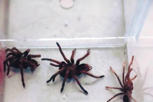 沈阳邮政口岸截获14箱110只活体蜘蛛