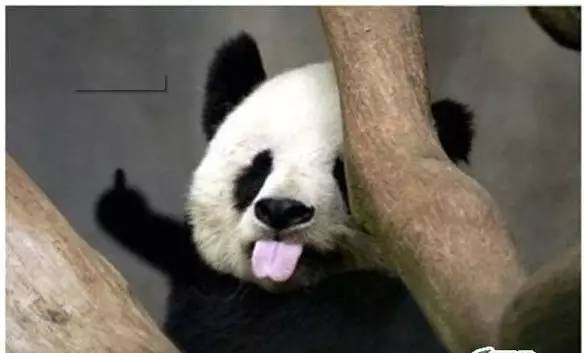 世界首座熊猫外形光伏电站在山西落成