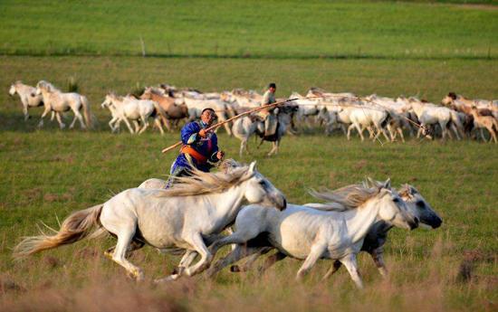 驰骋草原的蒙古族牧民.资料图片