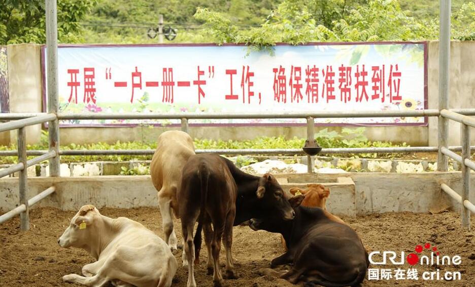 因地制宜的肉牛养殖产业让驮堪乡村民打开新的幸福大门.jpg
