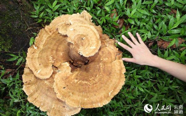 云南普洱现巨型蘑菇 周长近1.8米大小堪比簸箕