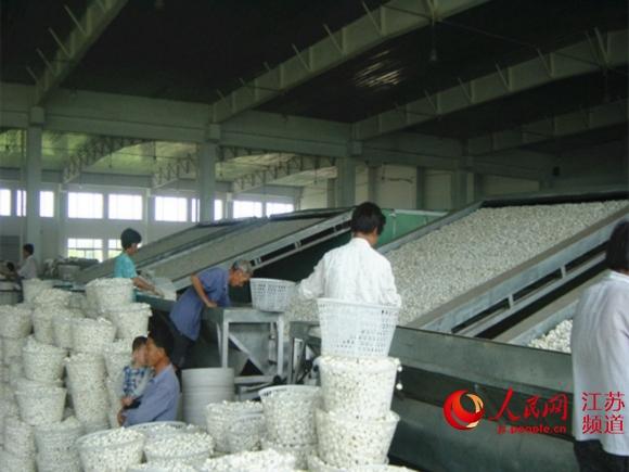 江苏海安升级传统养殖业 两条腿 走稳富民路