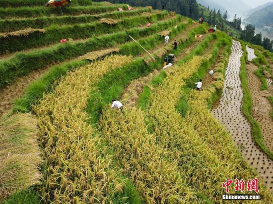 资料图:榕江县八吉侗寨民众在带状的梯田里收割水稻。<a target='_blank' href='http://www.chinanews.com/' _fcksavedurl='http://www.chinanews.com/'></table>中新社</a>记者 贺俊怡 摄