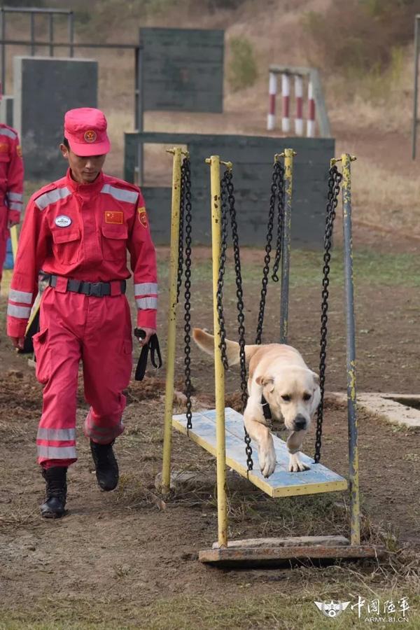 军中犬王贾树志的心愿去世后捐出身体用于搜救犬训练