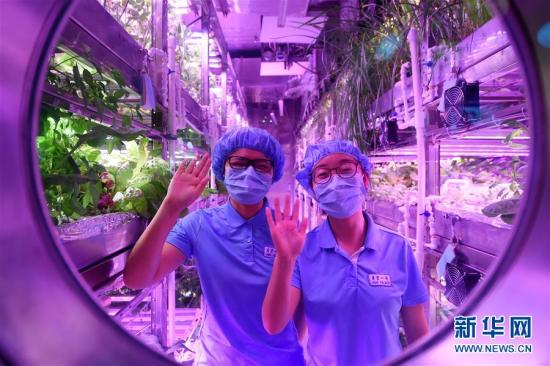 第一组两名参与实验的志愿者在“月宫一号”的植物舱内向舱外致意。“月宫一号”由一个综合舱、两个植物舱组成。植物舱内的三层植物架上种满了各种作物,有生菜、茄子等等。 新华社记者 鞠焕宗 摄 图片来源:新华网