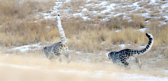 ͬʱ��Ҳ�����ܱ�����ֻҰ����ɽ����ʳ����һ�������ɽ����Զ���˵���Ұ��