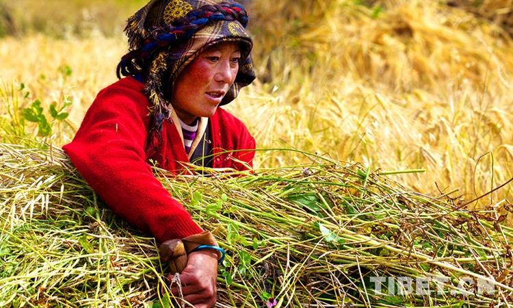 【两会·雪域回声】西藏头等大事 2019有望落