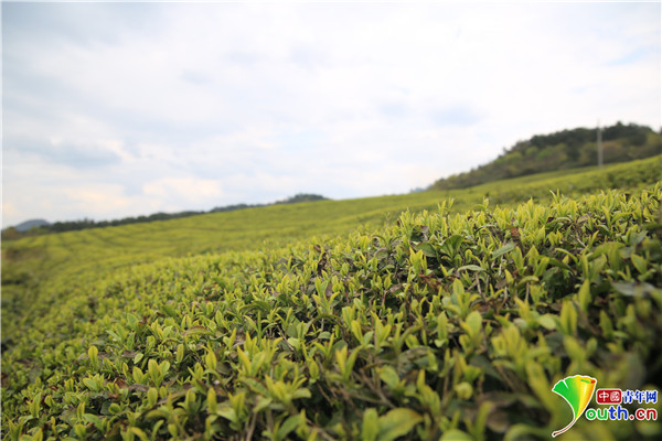 祝光强 摄白沙镇柿坪村羊角山茶园作为石阡县茶叶重点产区和产业化