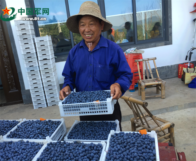 安徽庐江乐华村：靛青蓝莓高高挂，美了乡村，富了农家