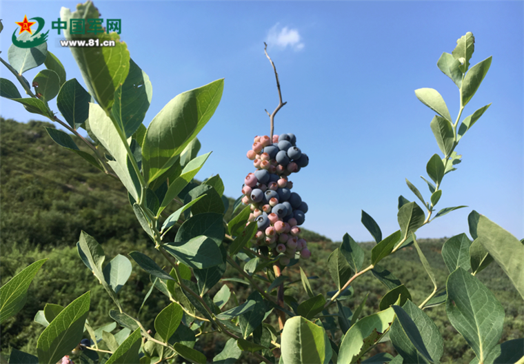 安徽庐江乐华村：靛青蓝莓高高挂，美了乡村，富了农家