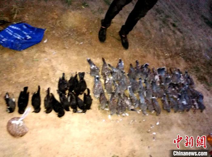毒63只野鸟 徐州一男子被判刑半年