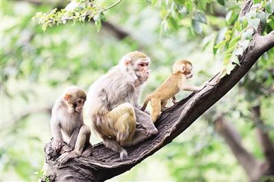 ������Ұ������Ӧ������ദ