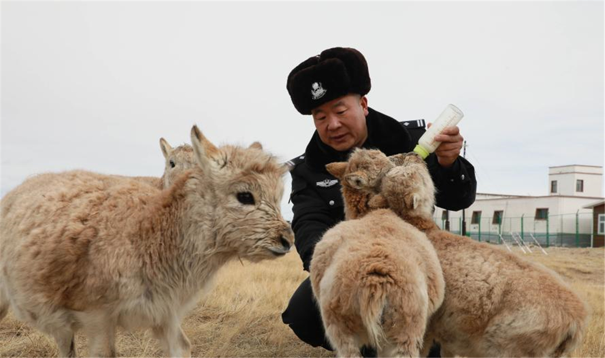 可可西里的藏羚羊“幼儿园”.jpg