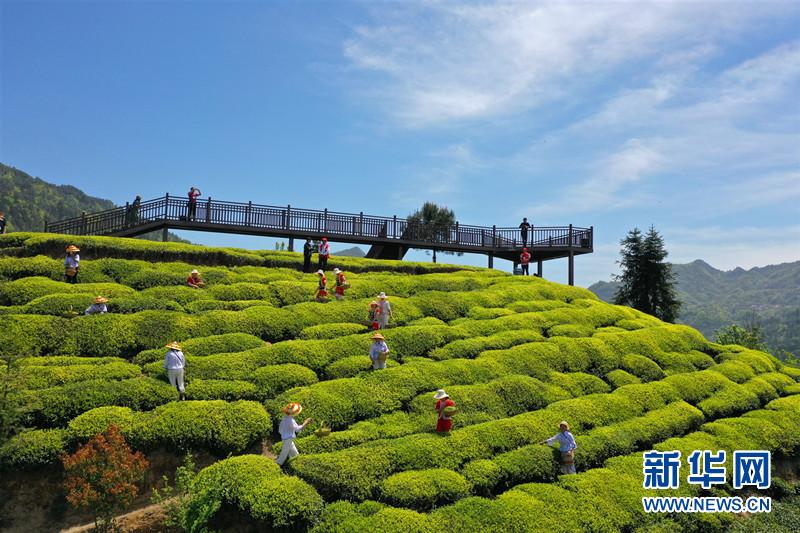 【樱花又开放—疫后重振看湖北】三峡茶旅小镇打造湖北宜昌茶旅融合