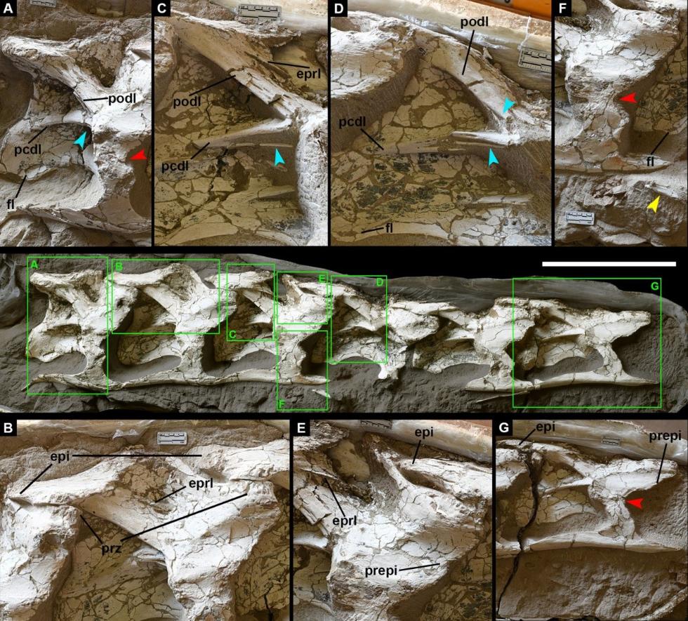 �й�˿·������Silutitan sinensis gen. et sp. nov.�����ͱ걾