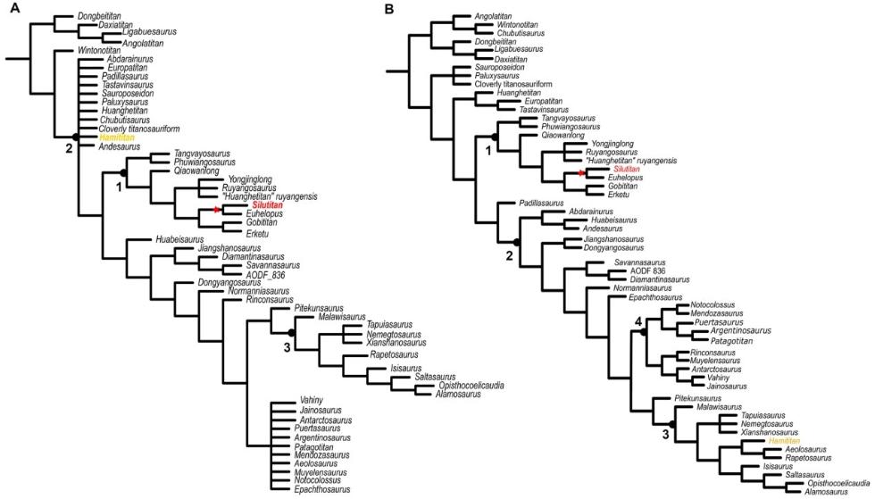 ����Mannion���˾����ϵͳ����ͼ �й�˿·�������½����ܾ�����Ϊ���������ķ��൥Ԫ����A����Ȩ�غͣ�B����չ����Ȩ�أ�kֵΪ9��1. Euhelopodidae, 2. Titanosauria, 3. Lithostrotia, 4. Colossosauria