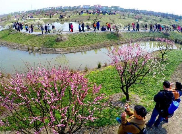 上海朱泾：芳香产业链给农民带来“五金”BOB竞猜(图2)