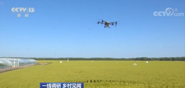 14986万吨！今年河北夏粮喜获丰收(图1)