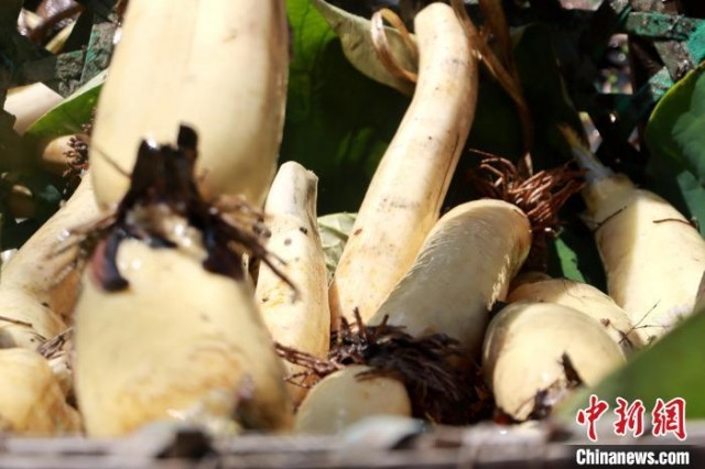 �½���������ź�������ռ�ũ����ժæ