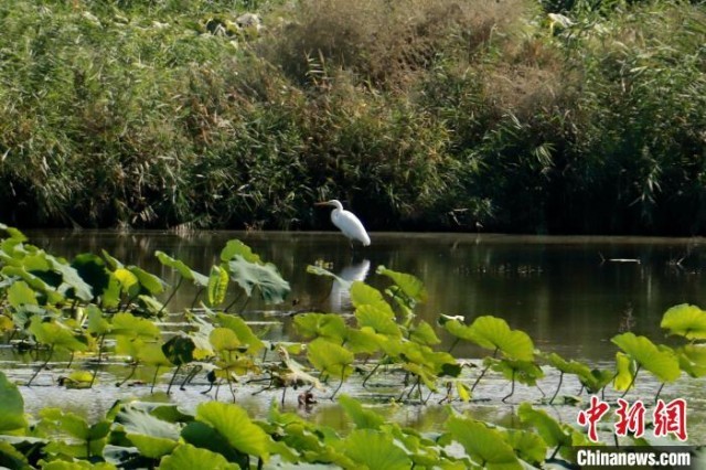 ���������á������á�����ã�ˮ�ʺã��Ƚ��ʺ���ź��ֲ����˹�ٸ��� ��