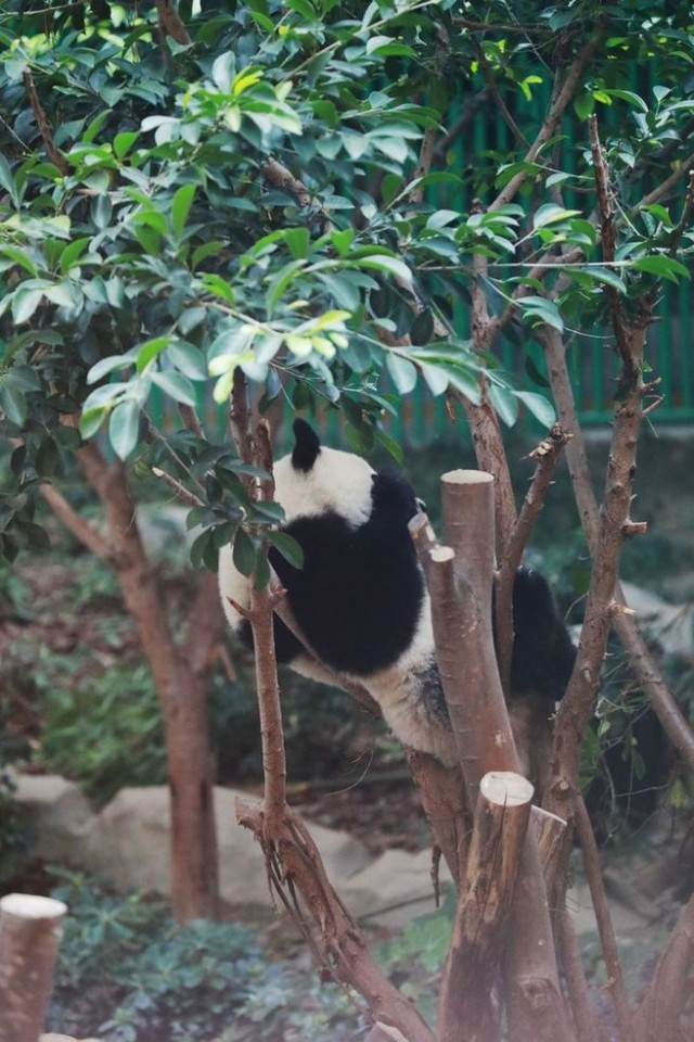 ��������˶�Աץ�ĳɶ����˻��ϡ��������̡�