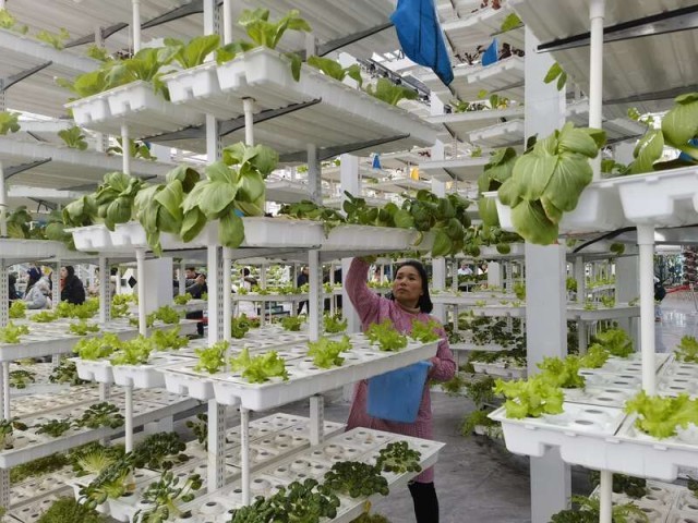 植物种植工厂价格 W020231220387550714252.jpg