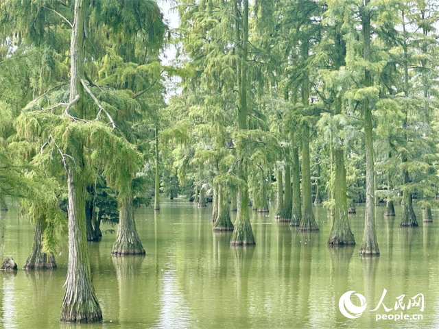 ����ʡ�人�Ƕɺ�ʪ�أ���ɼ����ˮ������������������ ������