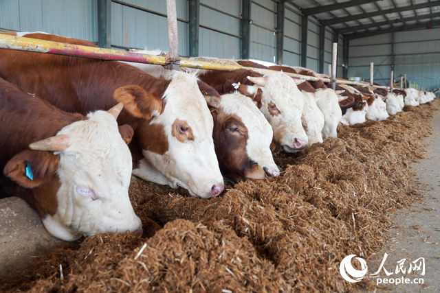 ��˼��ũҵ�Ƽ����޹�˾�ڣ���ţ���ڳԽո�ת�������ϡ����������� ��������