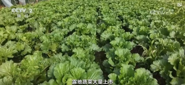 秋冬蔬菜生产供应基础较好 老百姓的“菜篮子”“果6t体育APP盘子”更丰富(图1)