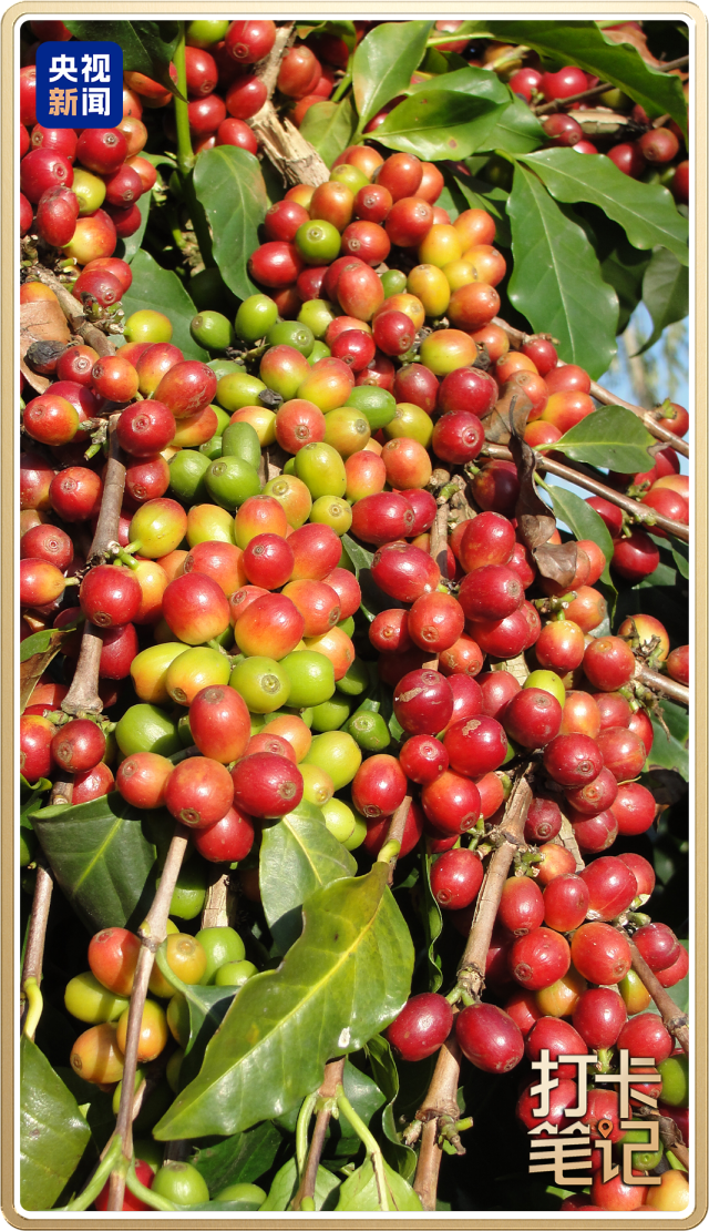 啡何以代表中国？麻将胡了云南咖(图5)