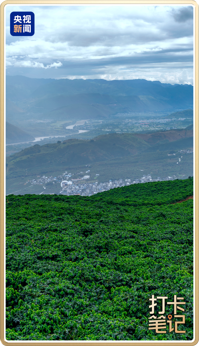 啡何以代表中国?麻将胡了云南咖(图3) 啡何以代表中国?麻将胡了云南咖(图3)