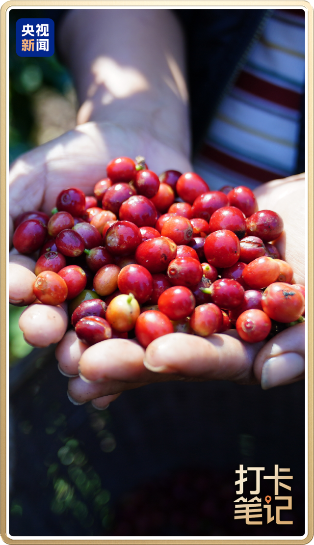 啡何以代表中国?麻将胡了云南咖(图2) 啡何以代表中国?麻将胡了云南咖(图2)