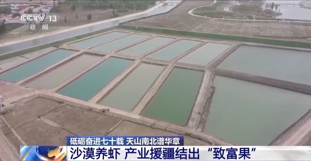 沙漠里养虾让百姓的日子越过越红火(图1)