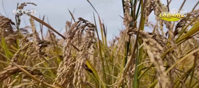 希望的田野满满“科技范” 智慧农业绘就千里沃野好“丰”景(图9)