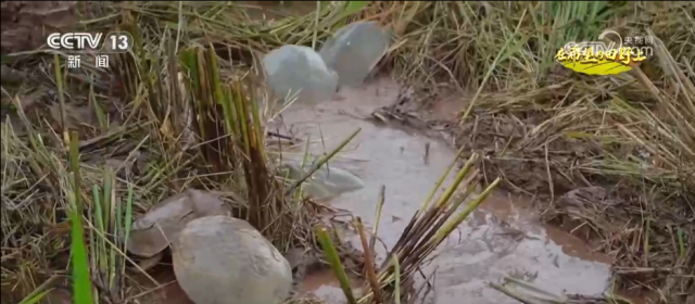 希望的田野满满“科技范” 智慧农业绘就千里沃野好“丰”景(图12)