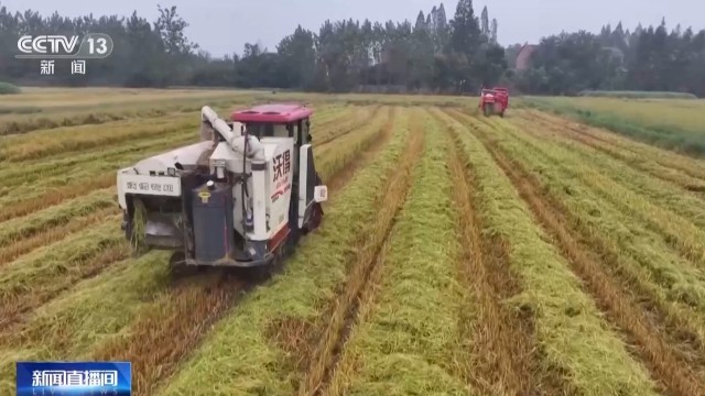 Bwin必赢秋收进入冲刺阶段各地多举措确保粮食“颗粒归仓”(图4)