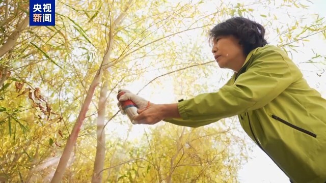 助力人工造林我国首次实现胡杨苗雌雄鉴定(图4)