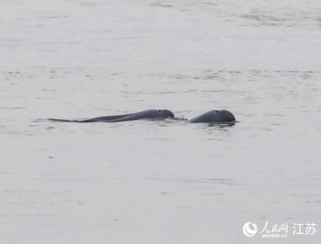 ���Ͼ������¼��޹���ʪ�ع�԰�ĵ��Ľ��ࡣ���������� ��������