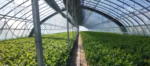 九游娱乐：各地冬日果蔬供应量足价稳丰富节日期间百姓“菜篮子”“果盘子”(图1)