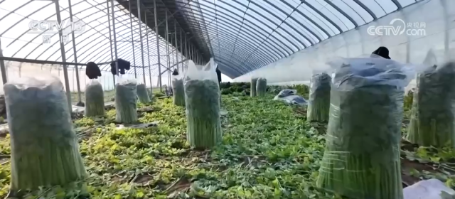 九游娱乐：各地冬日果蔬供应量足价稳丰富节日期间百姓“菜篮子”“果盘子”(图4)