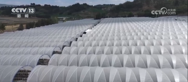 九游娱乐：各地冬日果蔬供应量足价稳丰富节日期间百姓“菜篮子”“果盘子”(图5)