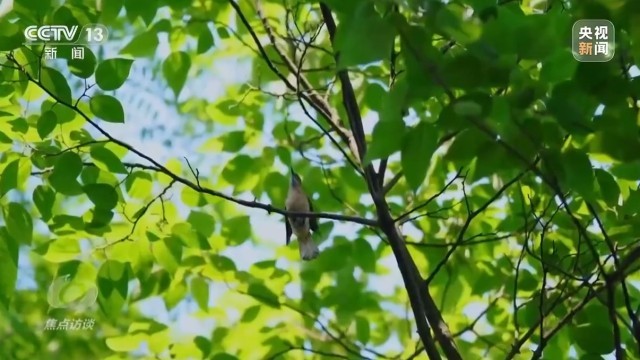 新时代长江之歌 十年守护见证绿色蝶变(图17)